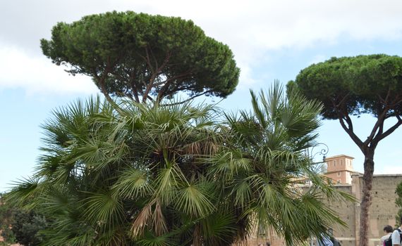 Italian pine and palm trees grow on Via dei Fori Imperiali - tourist street of Rome, October 7, 2018.