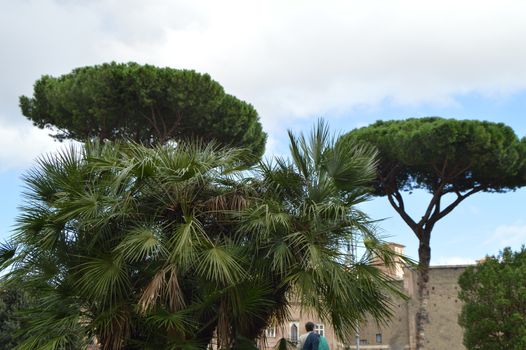 Italian pine and palm trees grow on Via dei Fori Imperiali - tourist street of Rome, October 7, 2018.