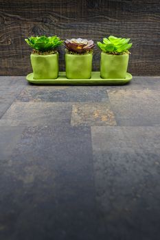 Succulent plants on stone and wood background, lot of copyspace