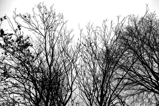 Dark and tetric branches of dry trees, detail of nature