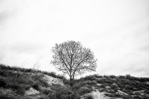 Scary tree in the forest, detail of a forest in nature