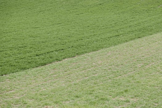 Green grass in the field, detail of a background in nature