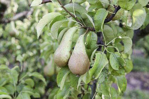 Pears in a pear tree, detail of fresh fruit, nature