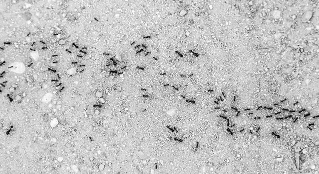 Ants walking, detail of ants in nature