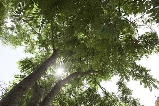 Perspective of trees, detail of some trees in a forest, nature