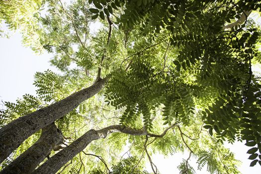 Perspective of trees, detail of some trees in a forest, nature