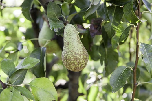 Ripe pears in the tree, detail fruit in nature