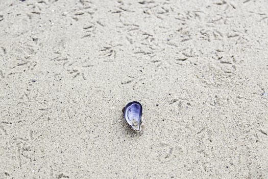 Sand beach with shells, detail of a beach in summer, tourism and heat
