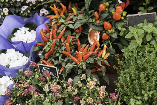 Plant red chillies, fresh vegetable detail