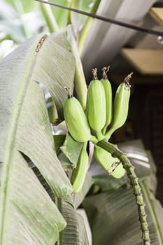 Plant bananas, detail of a plant in nature