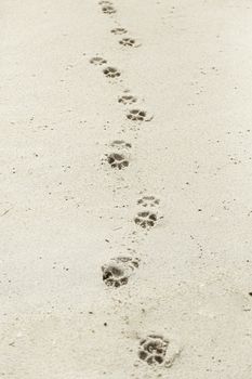 Footprints in the sand beach, detail marks at sea