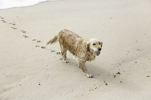 I dog playing on the beach detail of a mammal pet