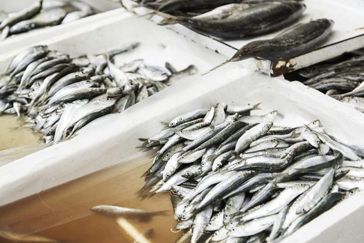 Fresh fish in a market, detail of an old market, healthy food