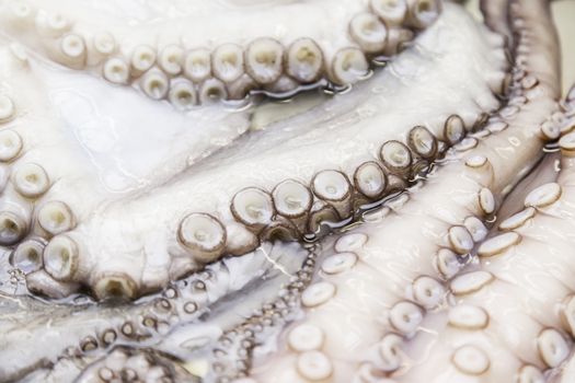 Fresh octopus on a market, detail of raw food, healthy food