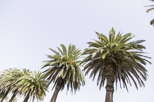 Tropical palms, detail some trees on a beach