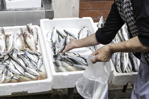 Fish shop sardines trays, food