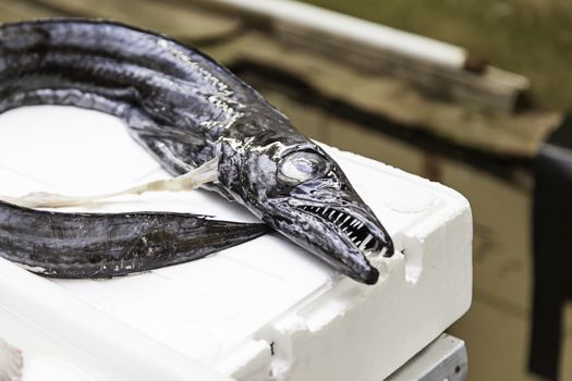 Barracuda in Fish shop, sale and feeding