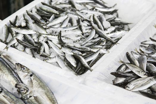 Fish shop sardines trays, food