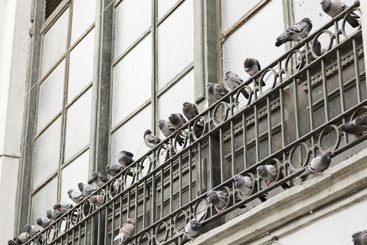 Pigeons in old house window, birds