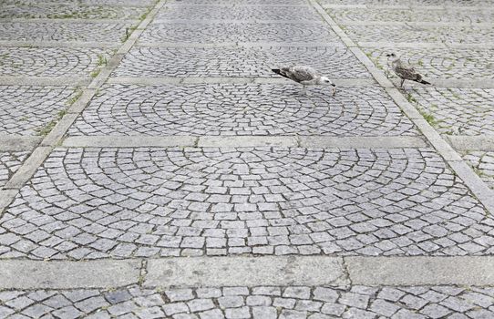 Seagulls eating in urban street, animals