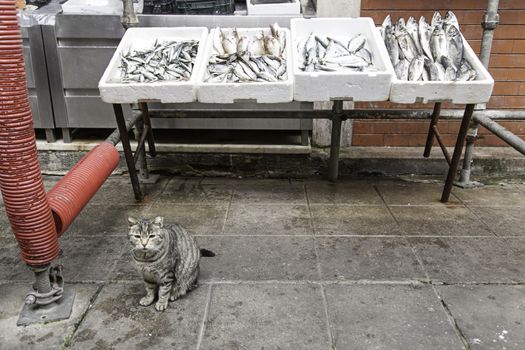 Cat in Fish shop, food and industry