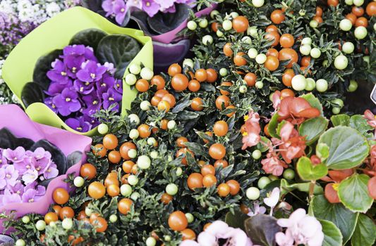 Tomatoes and flowers potted plant, nature