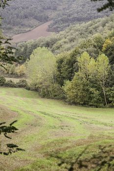 Mountain forest with trees, green nature detail
