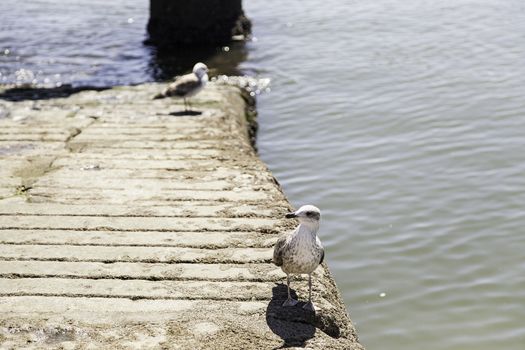 Seagull on the beach, wild bird detail