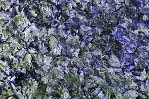 Dried leaves of autumn, detail of cold and rain