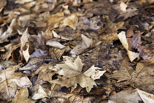 Dried leaves of autumn, detail of cold and rain