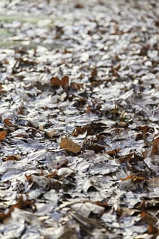 Dried leaves of autumn, detail of cold and rain