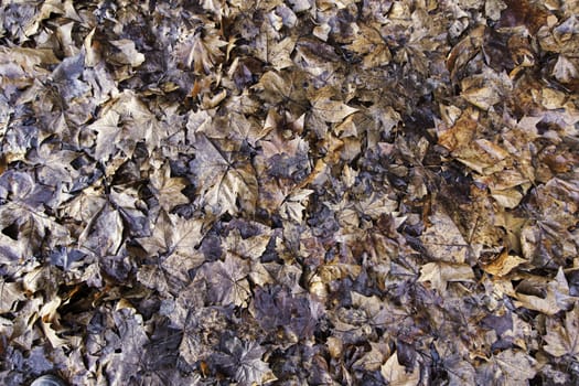 Dried leaves of autumn, detail of cold and rain