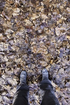 Dried leaves of autumn, detail of cold and rain