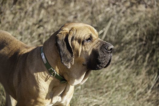 Dog fila brasileiro, dog guardian of company