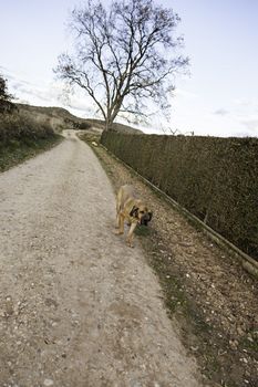 Dog fila brasileiro, dog guardian of company