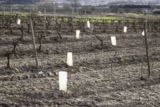 Vineyards of grapes, detail of plants to make wine
