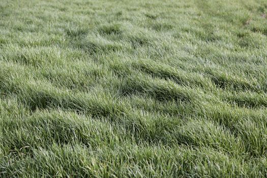 Fresh grass, detail of a green field, nature