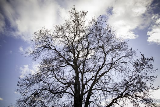 Dry tree, tetric tree detail in nature