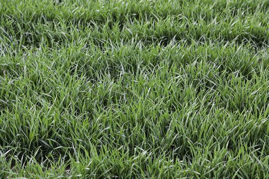 Fresh grass, detail of a green field, nature