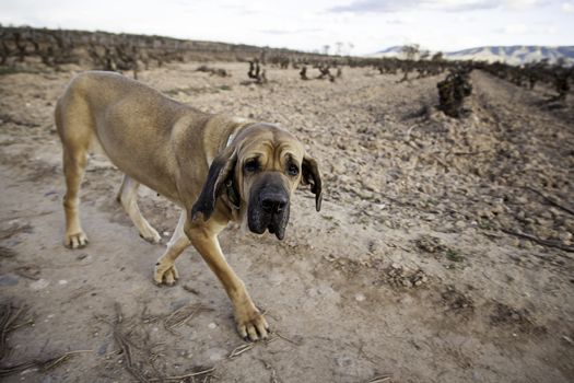 Dog fila brasileiro, dog guardian of company