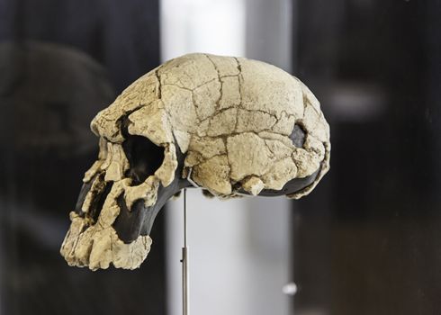 Prehistoric human skulls, detail of history of mankind, archeology