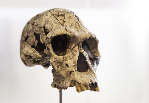 Prehistoric human skulls, detail of history of mankind, archeology