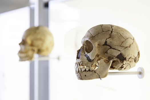 Prehistoric human skulls, detail of history of mankind, archeology