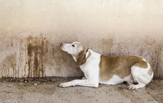 Abandoned dog, detail of a rescued animal, second chance