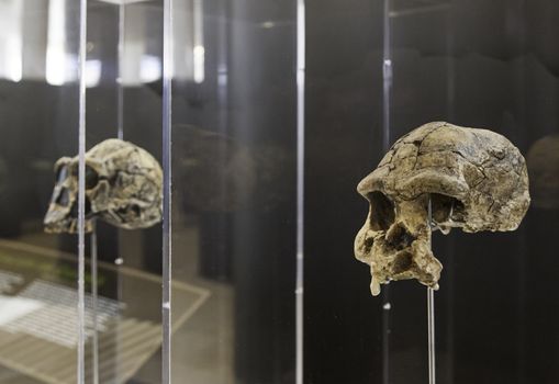 Prehistoric human skulls, detail of history of mankind, archeology