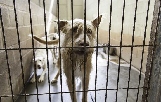 Caged and abandoned dogs, detail of street animals, animal abuse