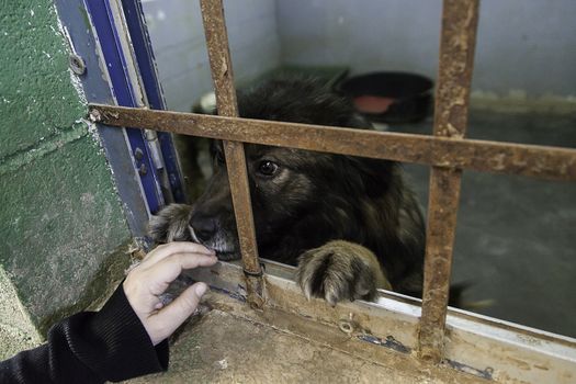 Caged and abandoned dogs, detail of street animals, animal abuse