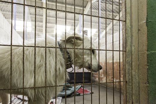 Caged and abandoned dogs, detail of street animals, animal abuse