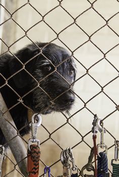Caged and abandoned dogs, detail of street animals, animal abuse