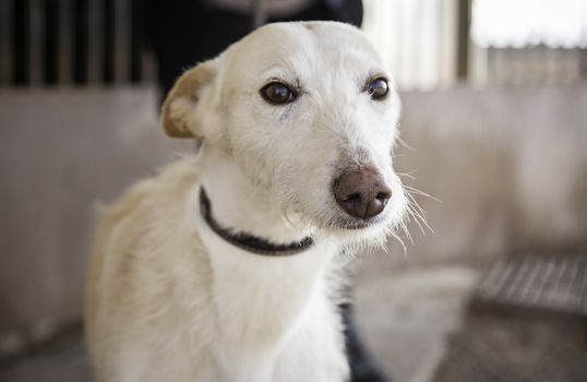 Abandoned dog, detail of a rescued animal, second chance